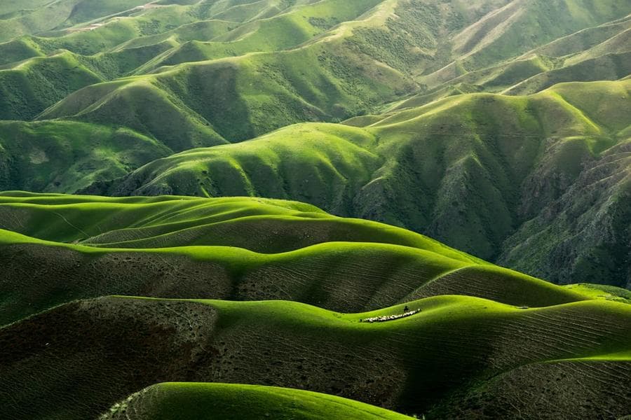 Green hills of Munnar