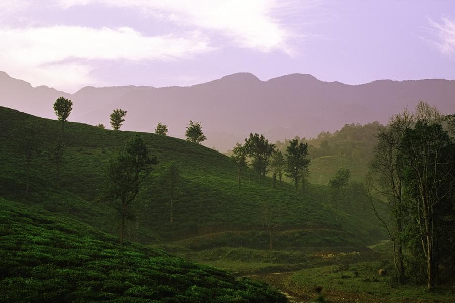 Green landscape in Wayanad